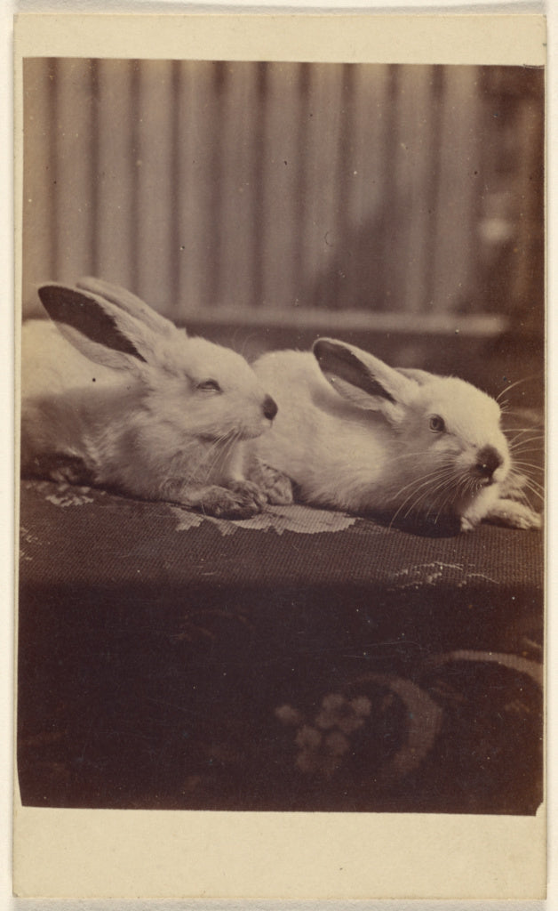 Henry Pointer:[Two rabbits on a cushion],16x12"(A3)Poster