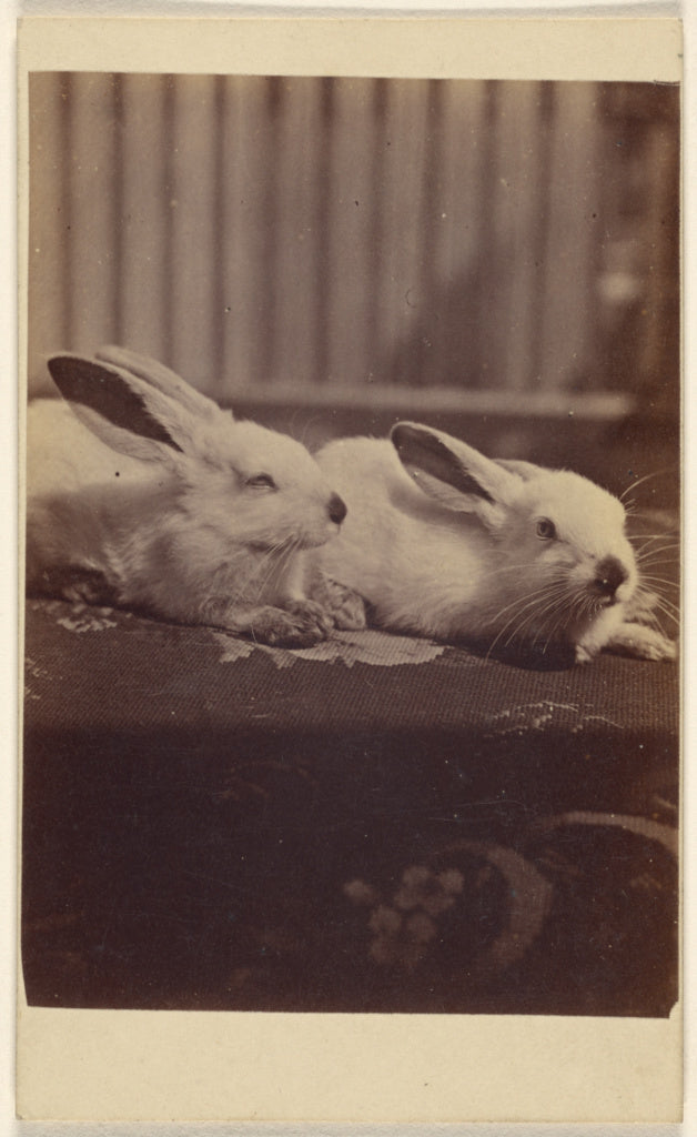 Henry Pointer:[Two rabbits on a cushion],16x12