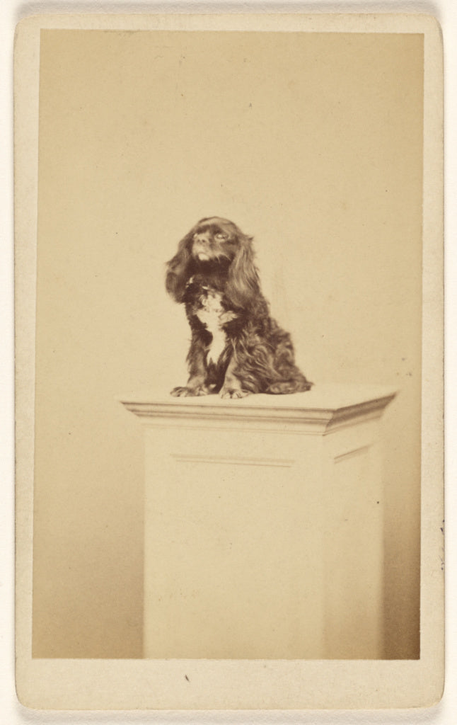 Fratelli Alinari:[Small dog posed on a pedestal], Poster Print Wall Art