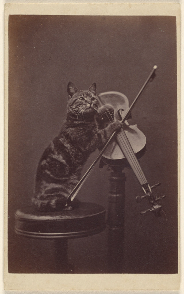 Henry Pointer:[Cat on a stool "playing" a violin], Poster Print Wall Art