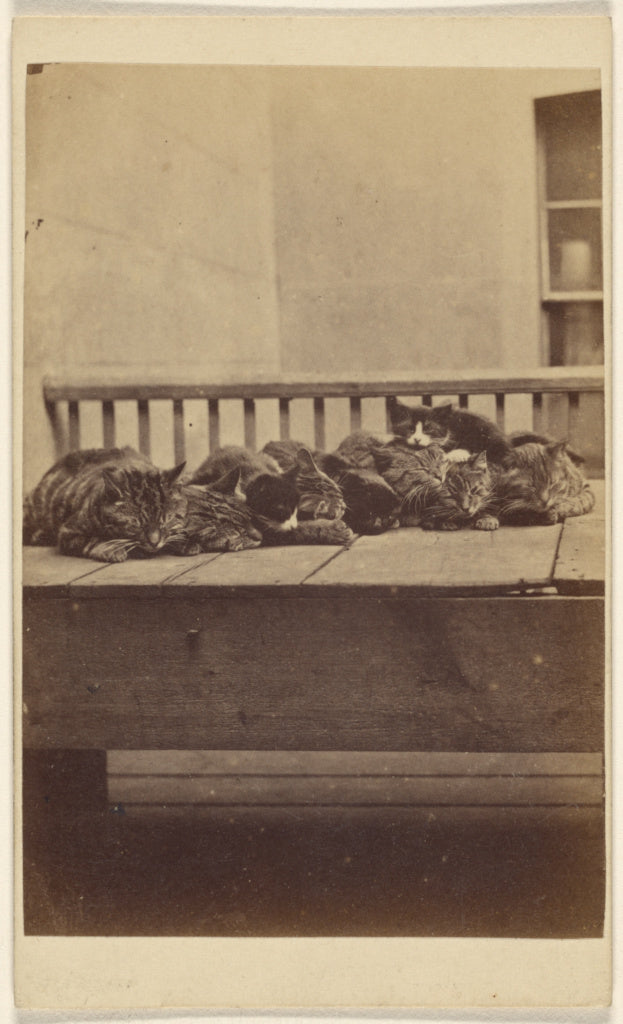 Henry Pointer:["The Brighton Cats": nine cats asleep on a po, Poster Print Wall Art
