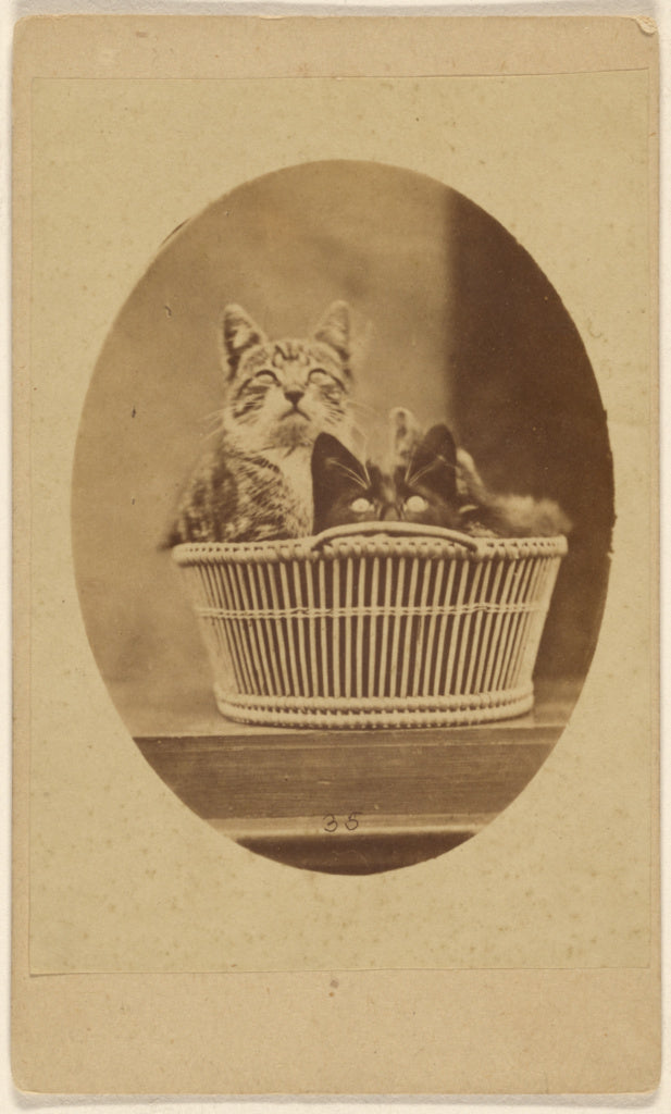 Unknown maker, British:[Two cats in a wicker basket],16x12"(A3)Poster