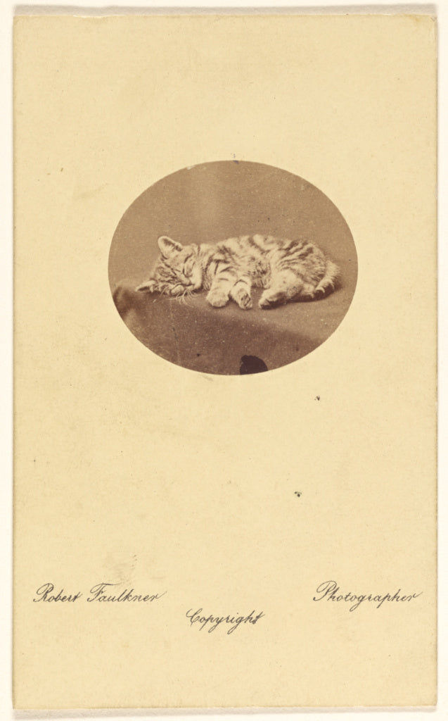 Robert Faulkner:[Kitten sleeping], Poster Print Wall Art