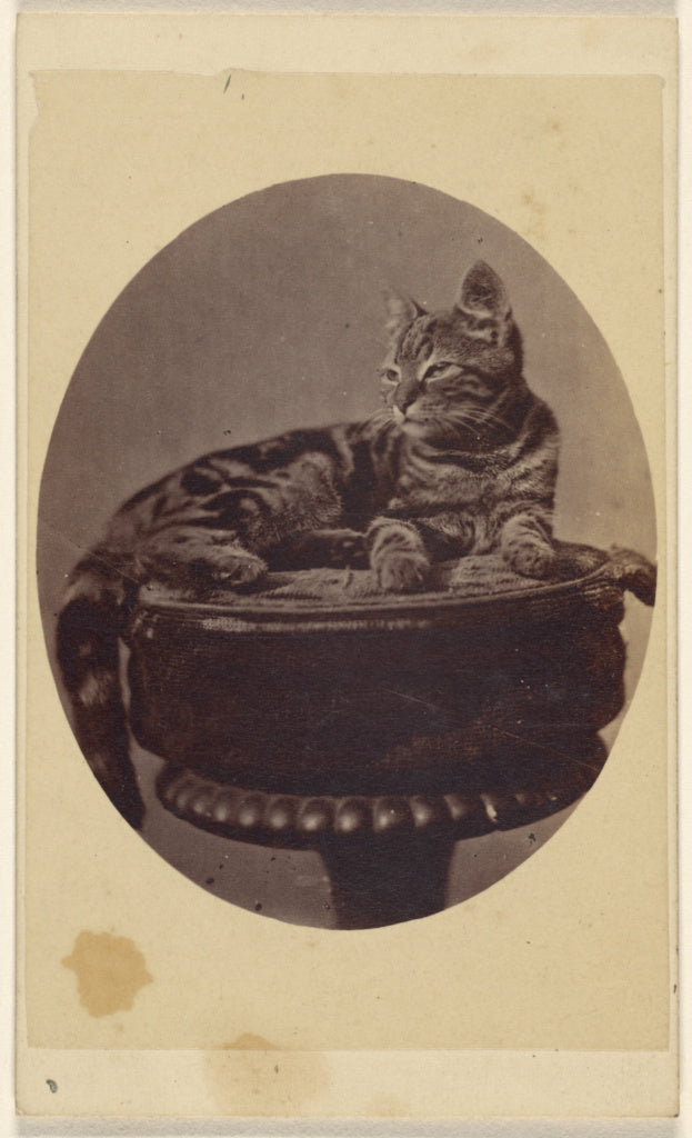 Henry Pointer:[Cat seated on a stool, printed in quasi-oval , Poster Print Wall Art