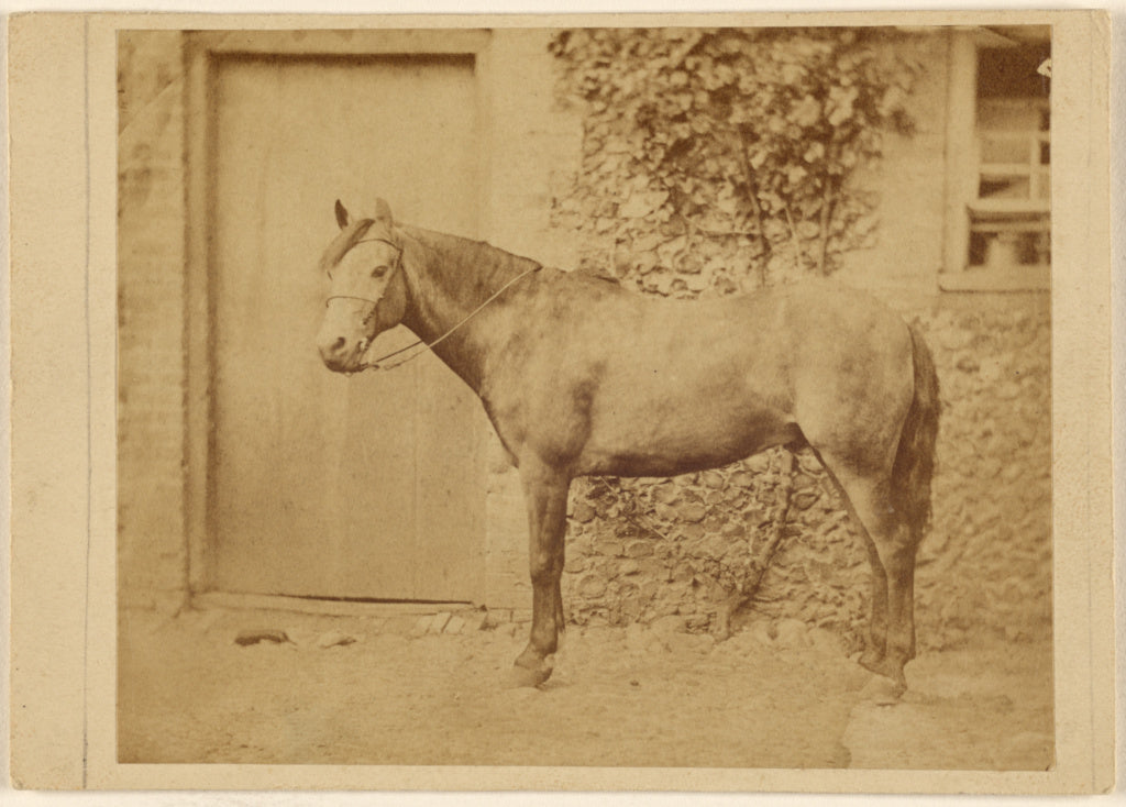 Unknown:[Horse, standing], Poster Print Wall Art