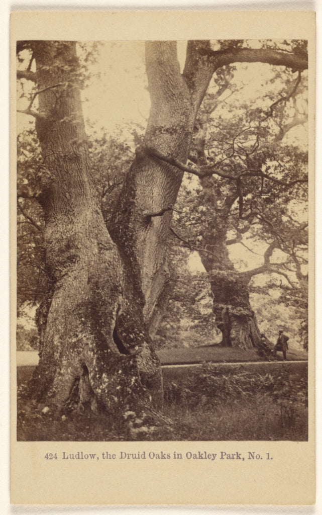 Francis Bedford:Ludlow, the Druid Oaks in Oakley Park, No. 1, Poster Print Wall Art