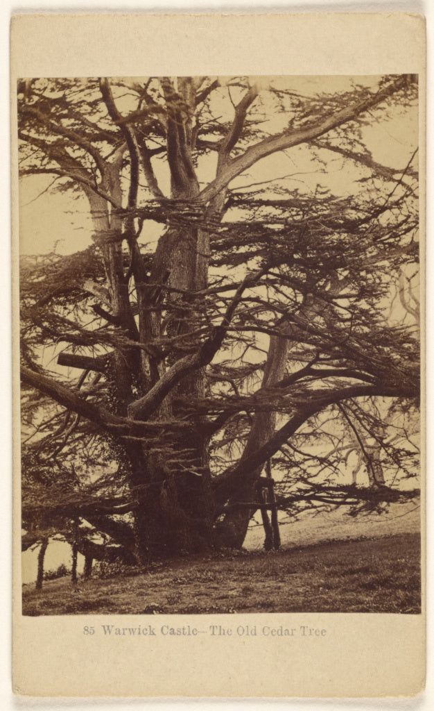 Francis Bedford:Warwick Castle - The Old Cedar Tree., Poster Print Wall Art