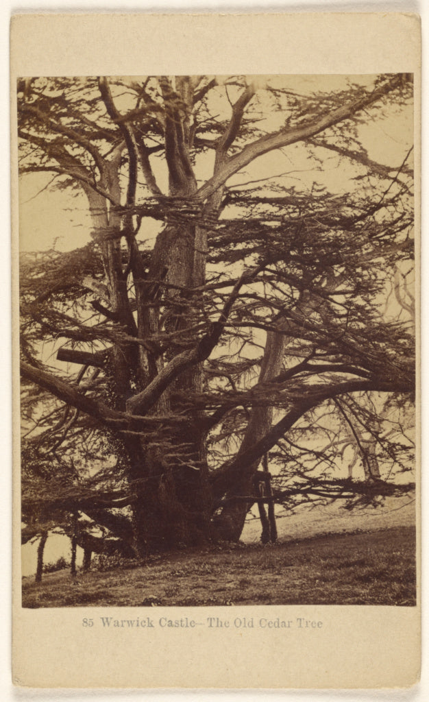 Francis Bedford:Warwick Castle - The Old Cedar Tree.,16x12