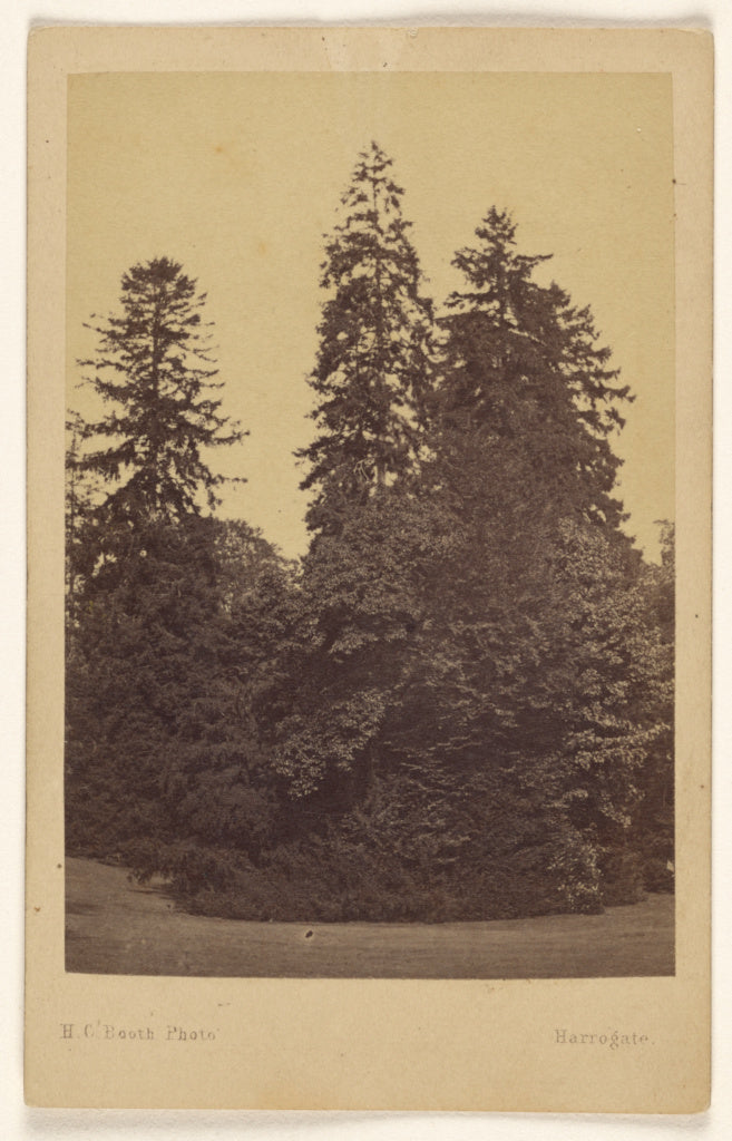H.C. Booth:The 3 Norway Spruces 100 to 132 feet high Hadley , Poster Print Wall Art