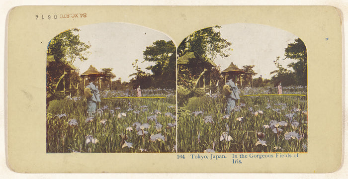 Unknown:Tokyo, Japan. In the Gorgeous Fields of Iris (recto),16x12