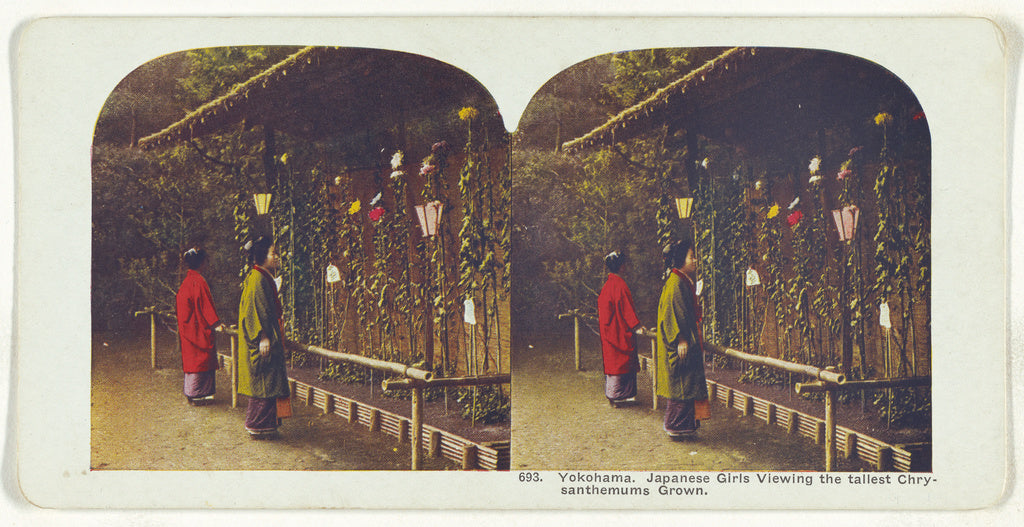 Unknown:Yokohama. Japanese Girls Viewing the tallest Chrysan, Poster Print Wall Art