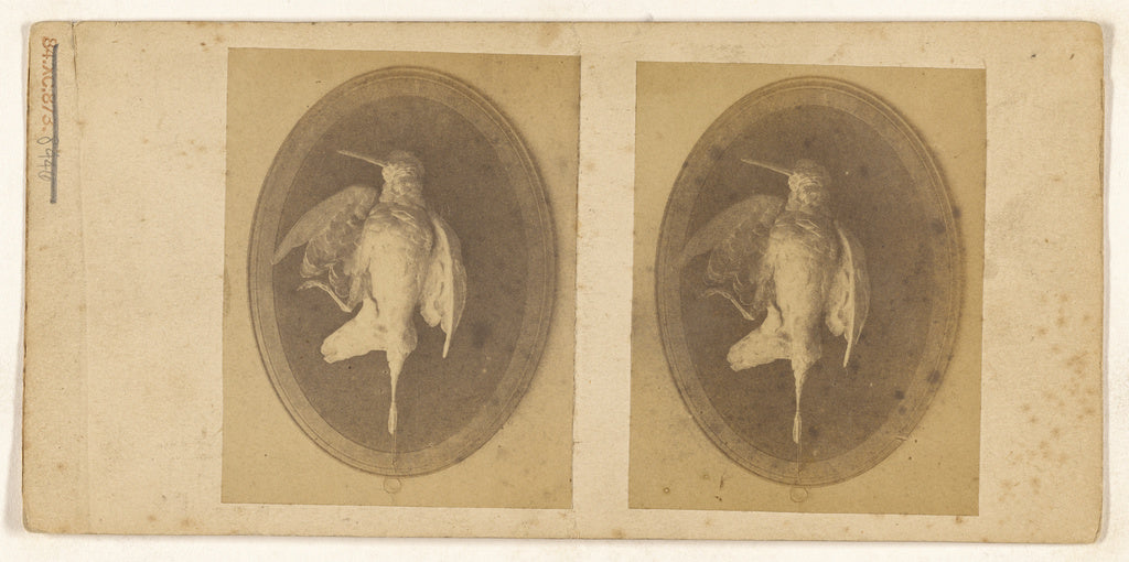 Unknown:[Mounted bird] (recto); [Mounted bird] (verso), Poster Print Wall Art