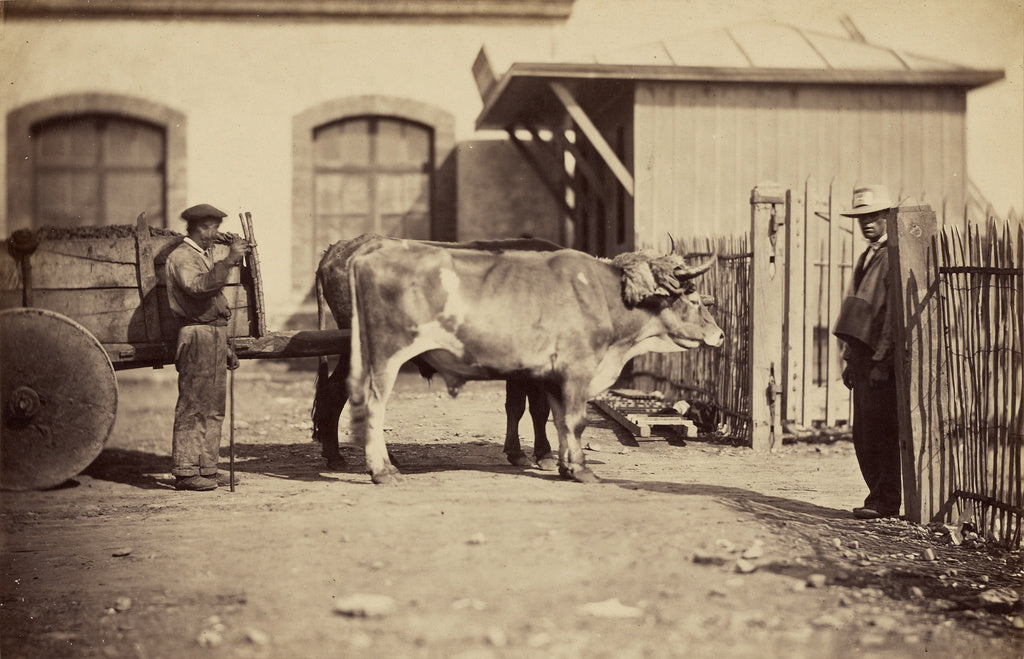 Trois Empereurs, des:[Man standing behind ox-drawn cart, ano, Poster Print Wall Art