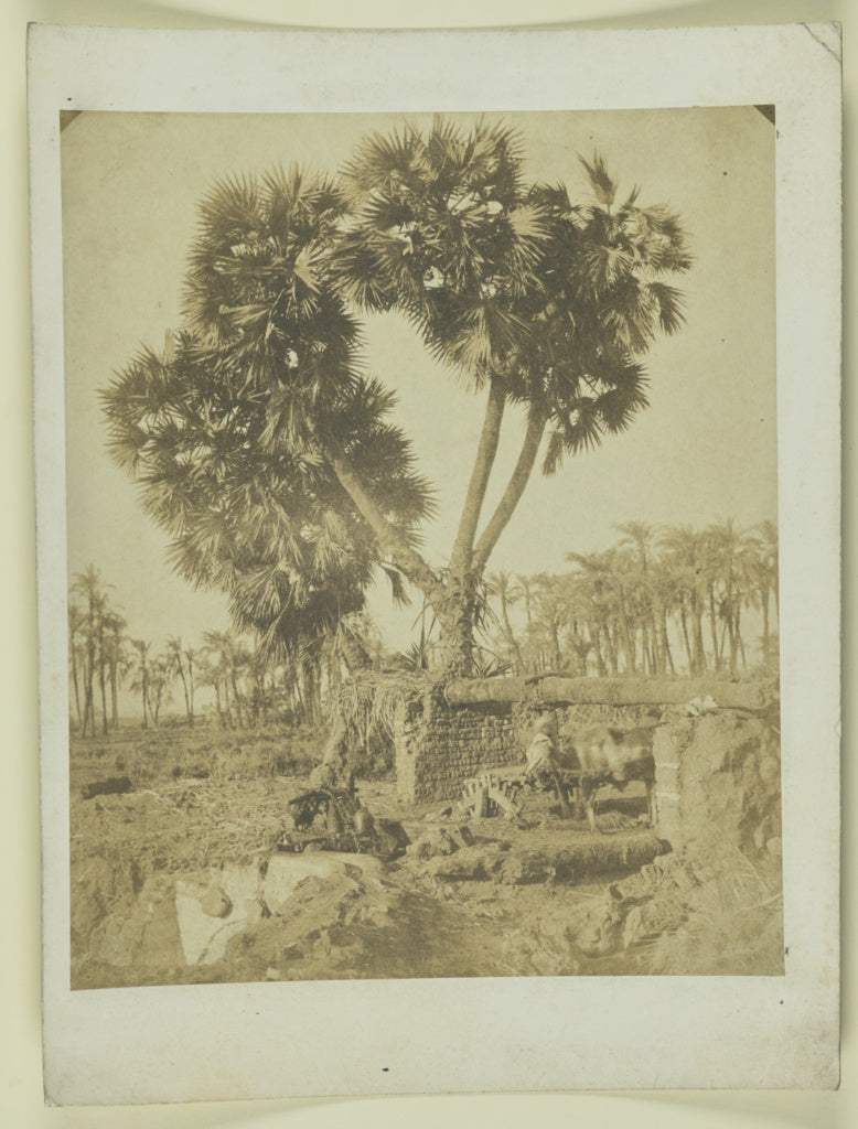 Unknown maker, Egyptian:[Palm tree growing from ruins], Poster Print Wall Art