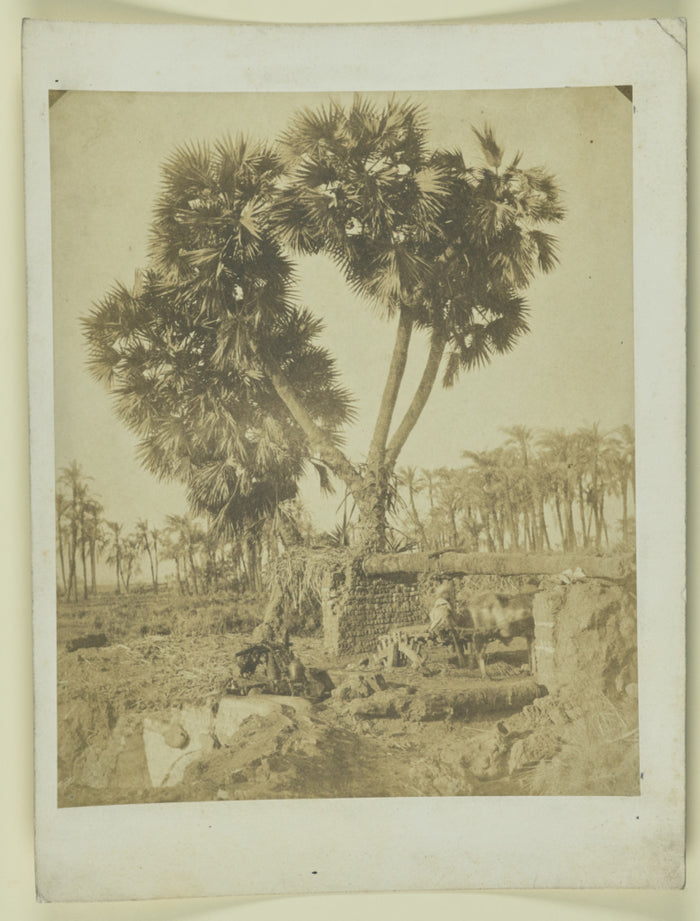 Unknown maker, Egyptian:[Palm tree growing from ruins],16x12