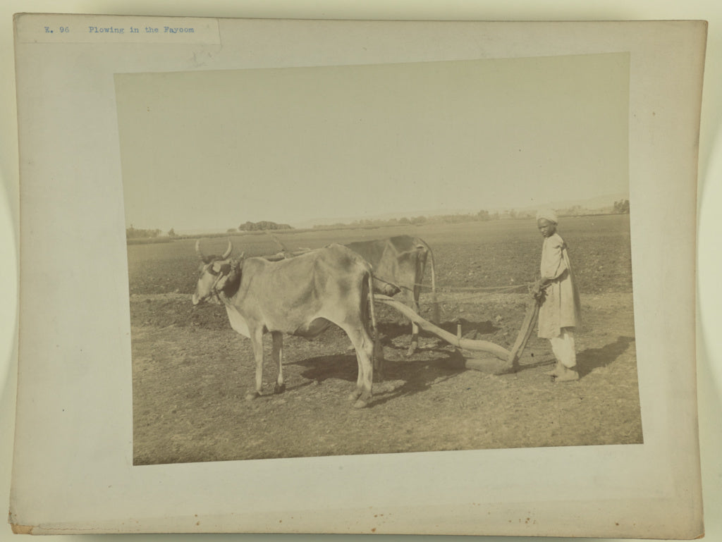 Unknown maker, Egyptian:[A man plowing in Faiyum], Poster Print Wall Art