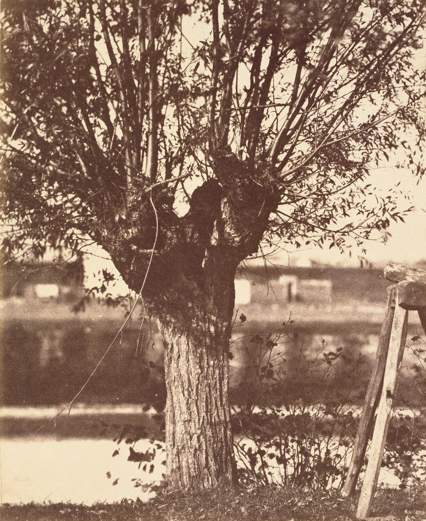 Louis Désiré Blanquart-EvrardUnknown maker, French:[Tree],16x12"(A3)Poster