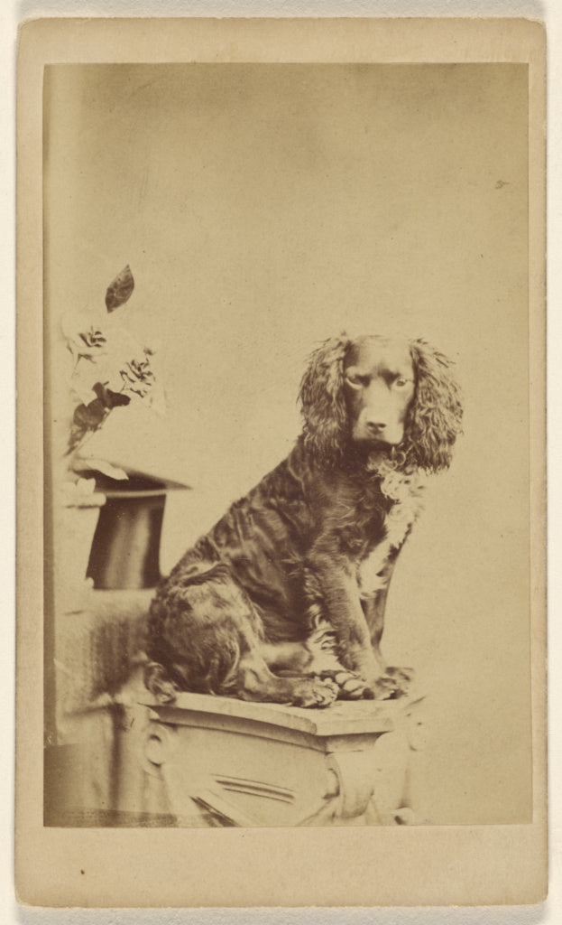 William Savage:[Cocker spaniel on ionic capital],16x12"(A3)Poster