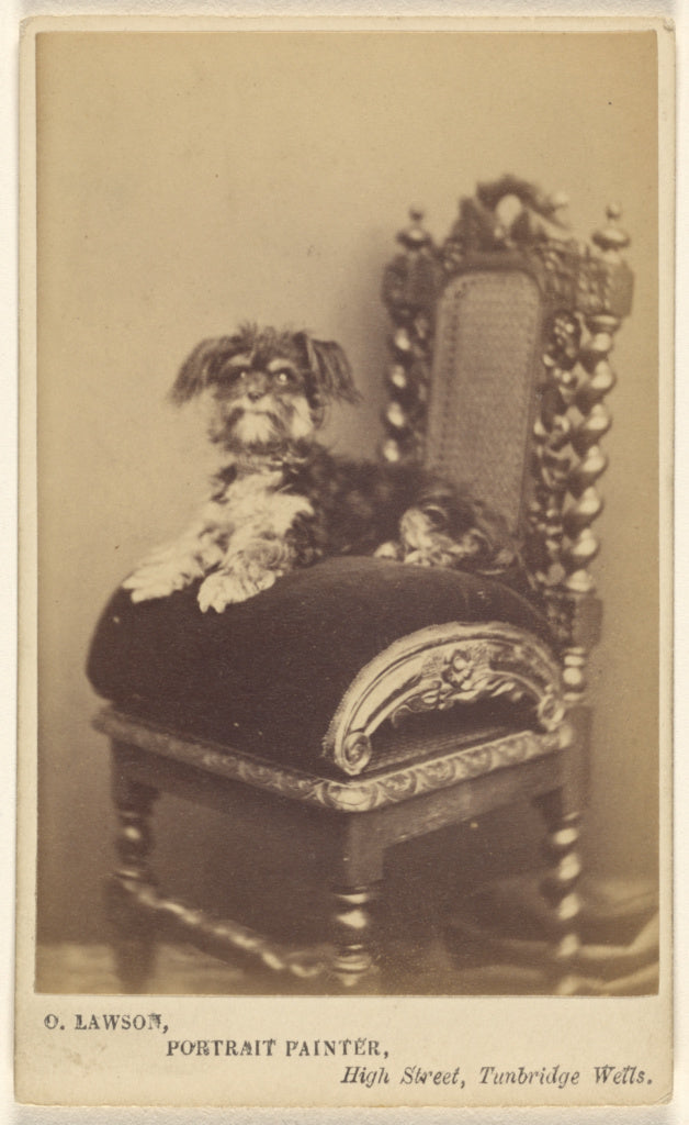 O. Lawson:[Small dog on ornate chair], Poster Print Wall Art
