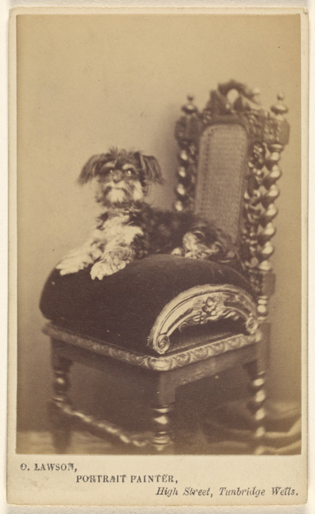 O. Lawson:[Small dog on ornate chair],16x12