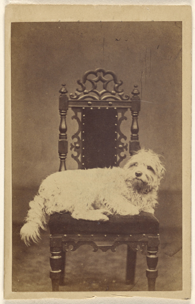 O. LawsonAttributed to:[Small white dog on ornate chair],16x12"(A3)Poster