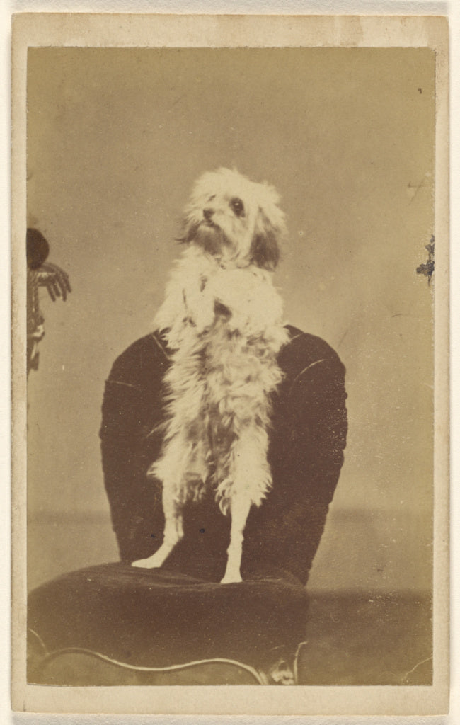 O. LawsonAttributed to:[Small white dog on hind legs in plai, Poster Print Wall Art