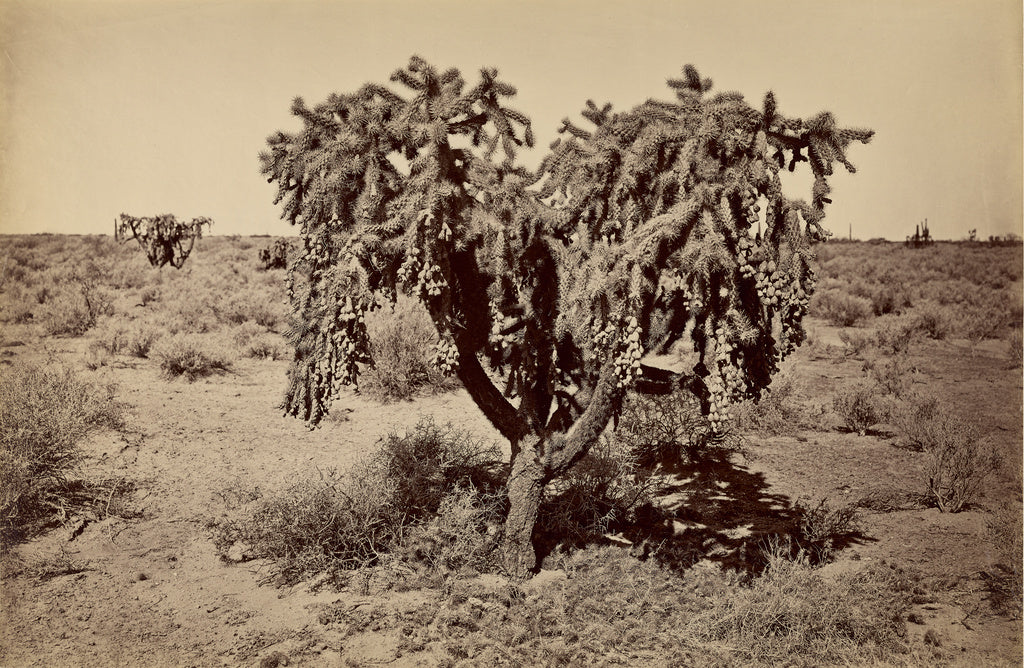 Carleton Watkins:[Cactus, Arizona Desert],16x12"(A3)Poster