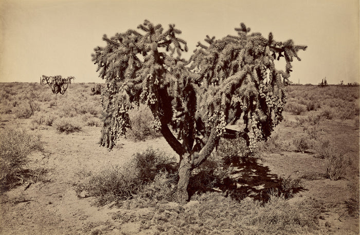 Carleton Watkins:[Cactus, Arizona Desert],16x12