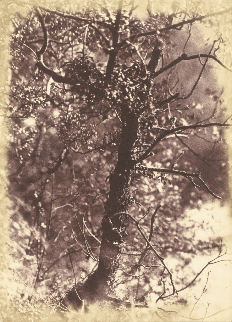 Hill & Adamson:[Ivy Covered Tree at Colinton], Poster Print Wall Art