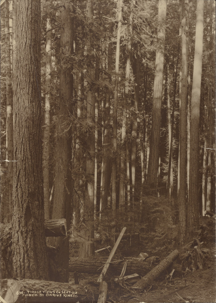 Darius Kinsey:Timber Scene W.[est] of Bermerton, Poster Print Wall Art