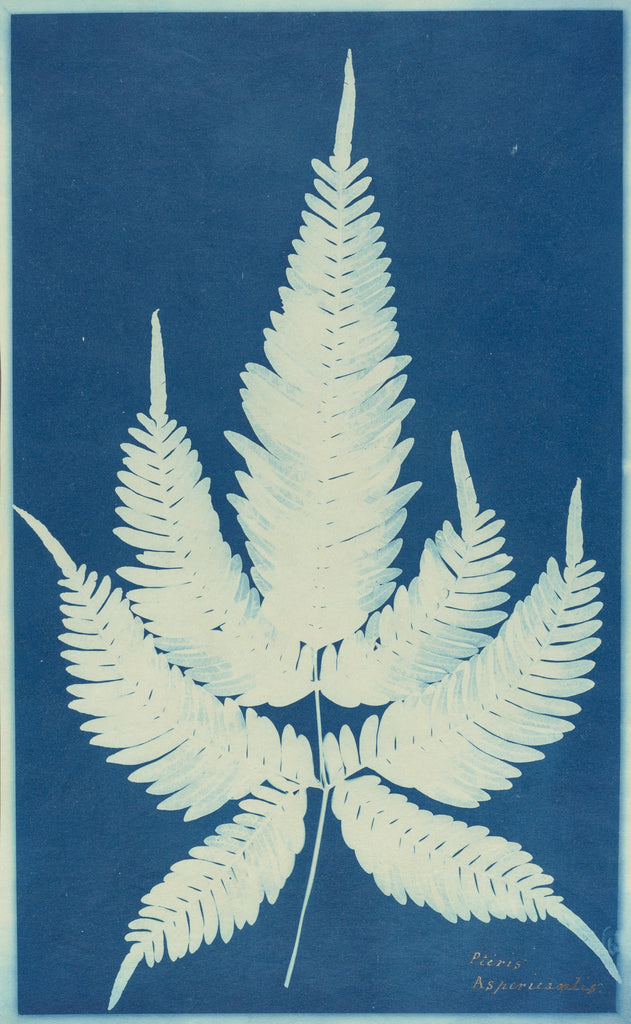 Unknown:Pteris Aspericaulis, Poster Print Wall Art