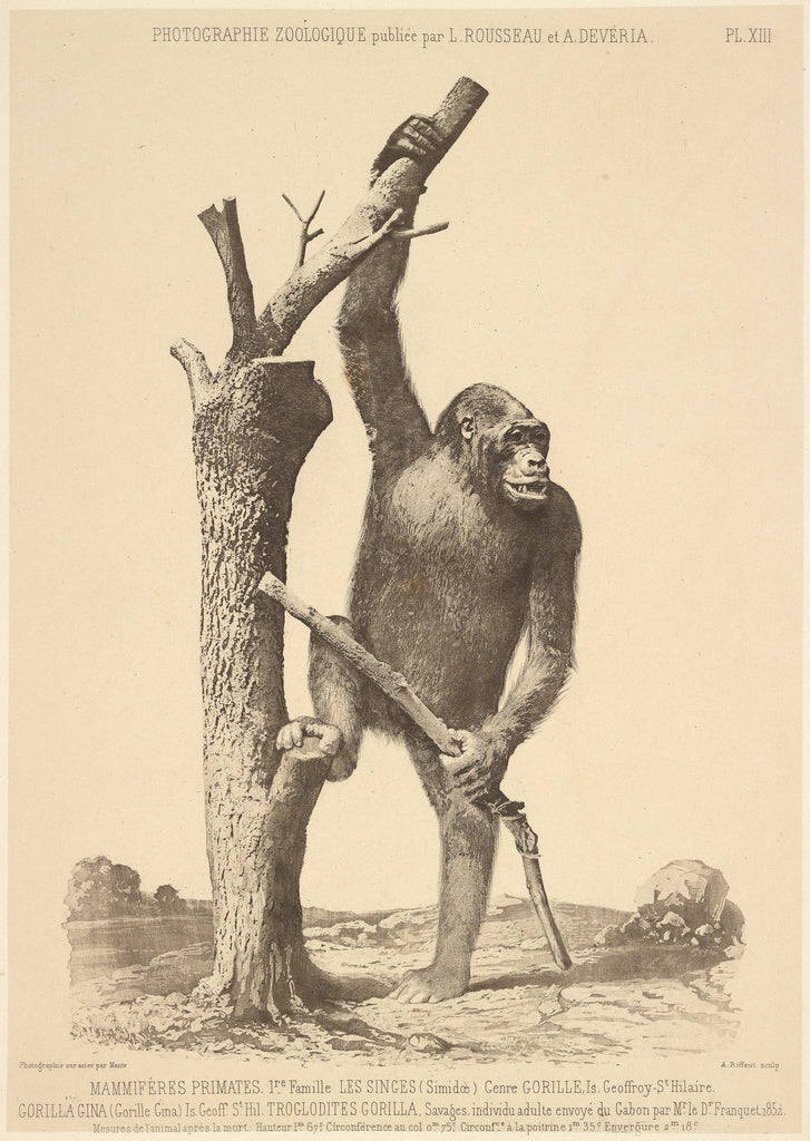 Bisson Frères:[Gorilla], Poster Print Wall Art