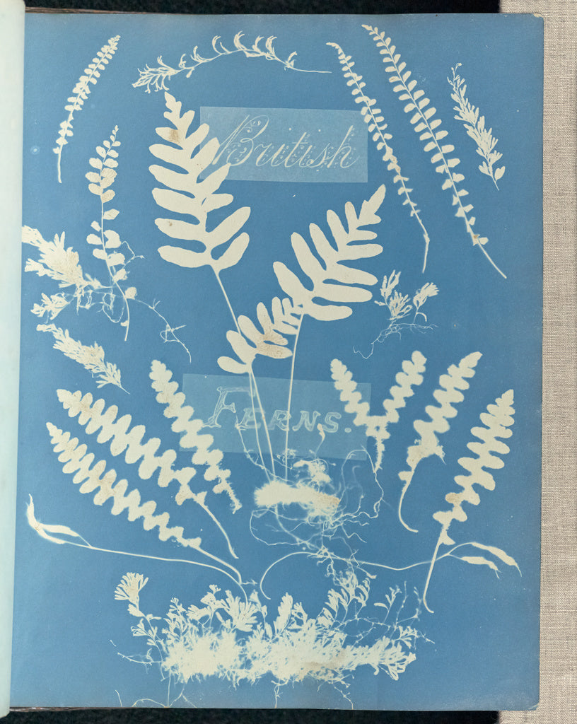 Anna Atkins:British Ferns,16x12"(A3)Poster