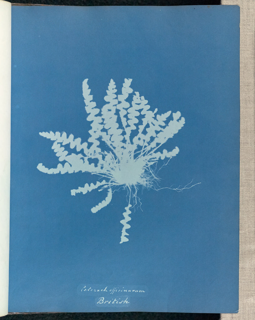 Anna Atkins:Ceterach officinarum, British,16x12"(A3)Poster