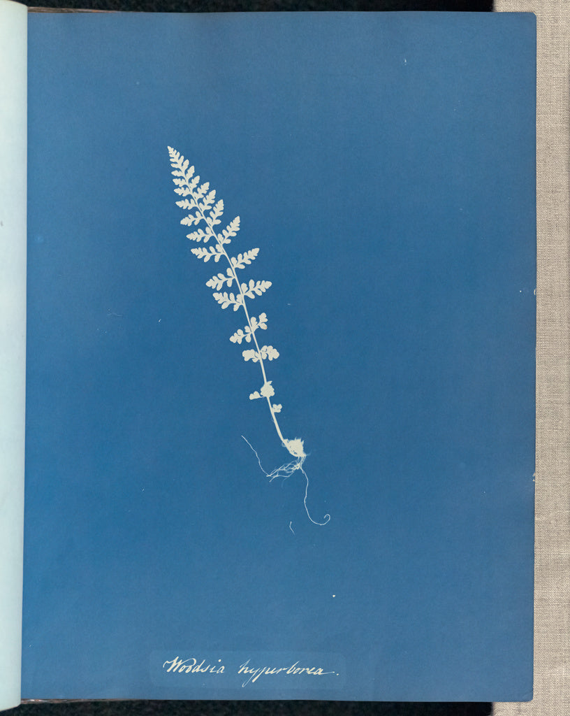 Anna Atkins:Woodsia hyperborea,16x12"(A3)Poster