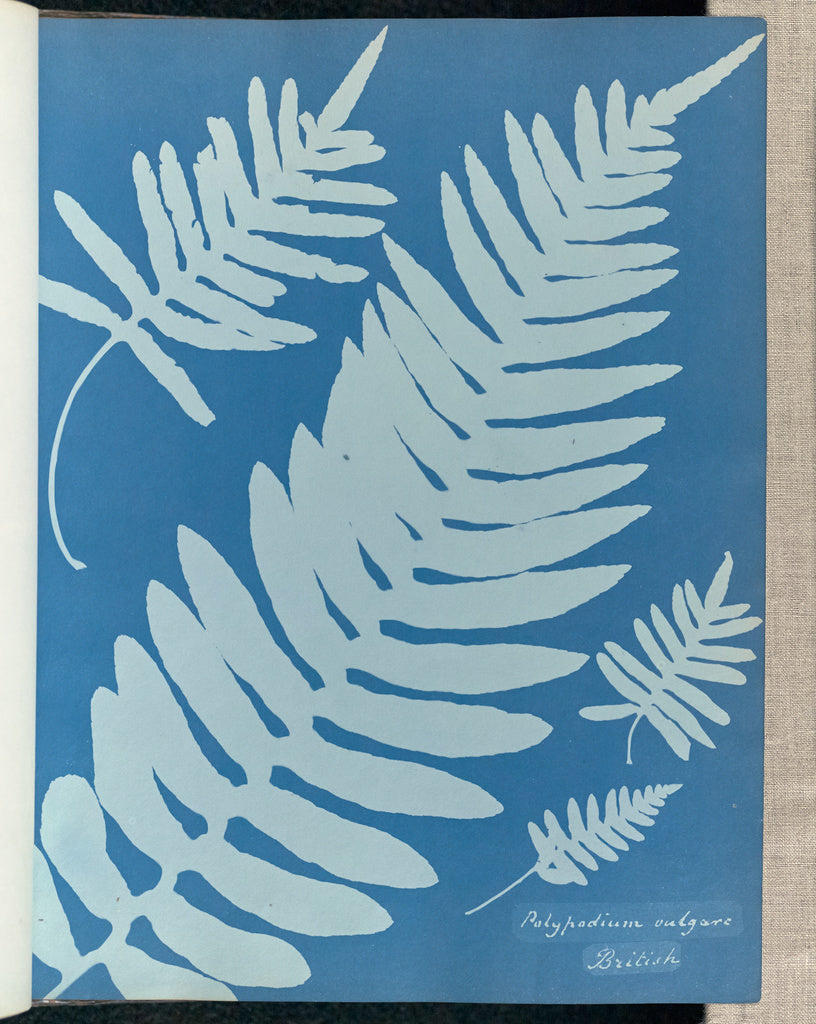 Anna Atkins:Polypodium vulgare, British,16x12"(A3)Poster