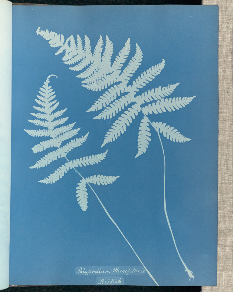 Anna Atkins:Polypodium phegopteris, British,16x12"(A3)Poster