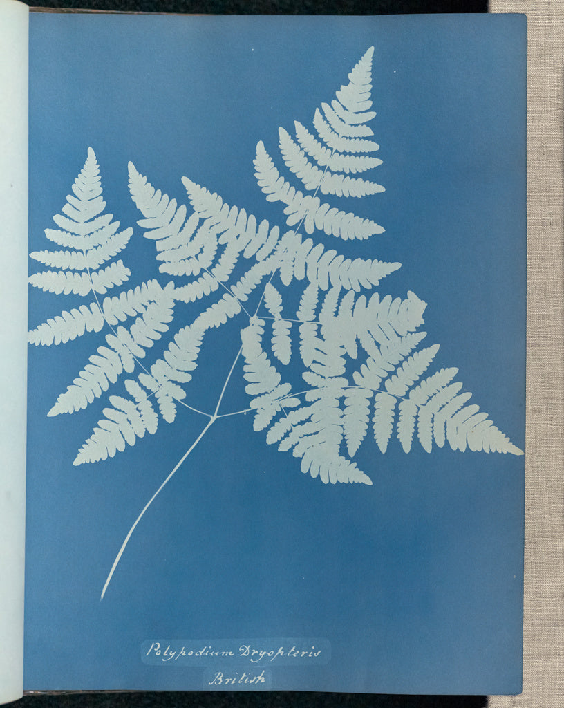 Anna Atkins:Polypodium dryopteris, British,16x12"(A3)Poster