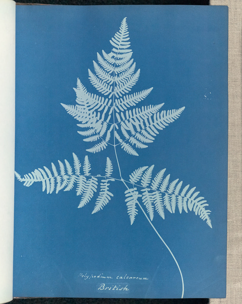 Anna Atkins:Polypodium calcareum, British,16x12"(A3)Poster