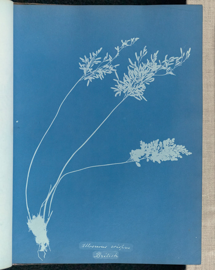 Anna Atkins:Allosorus crispus, British,16x12