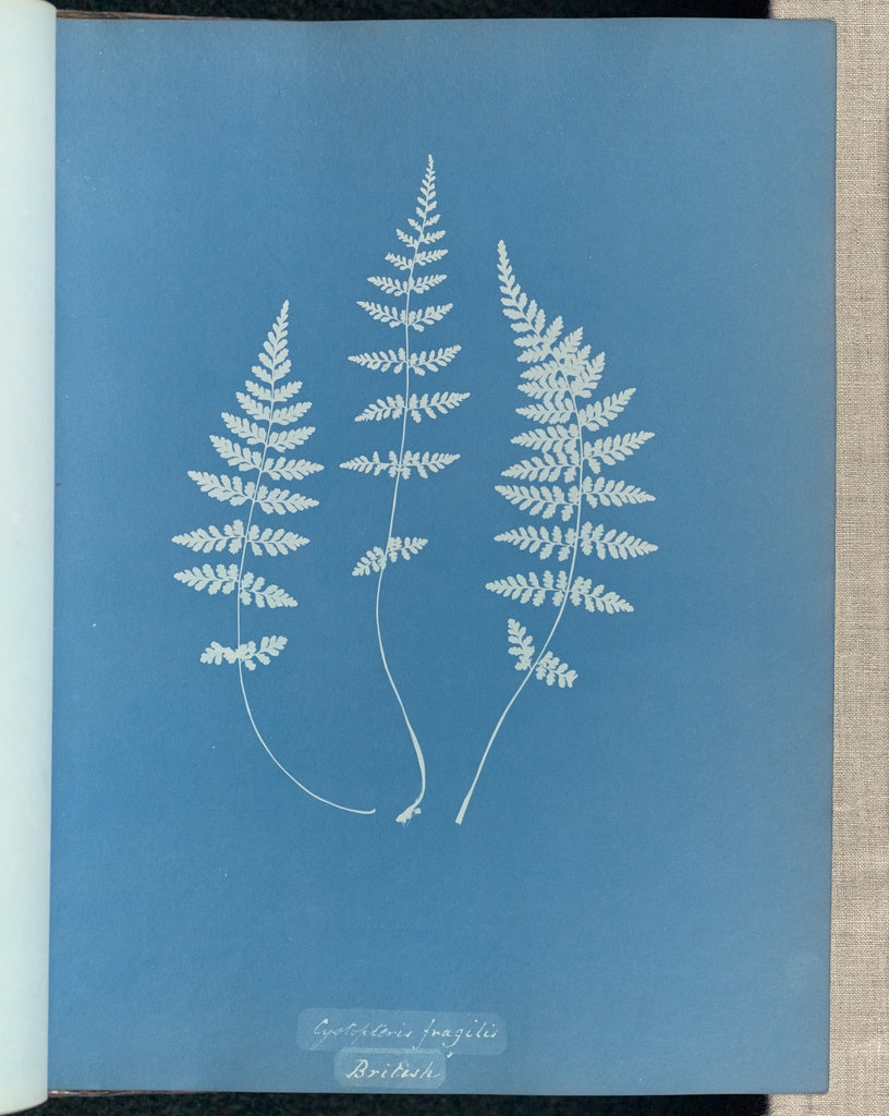 Anna Atkins:Cystopteris fragilis, British,16x12"(A3)Poster