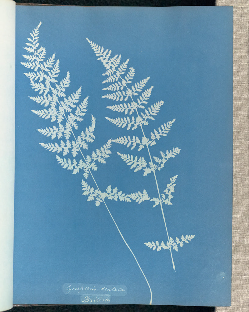 Anna Atkins:Cystopteris dentata, British,16x12"(A3)Poster