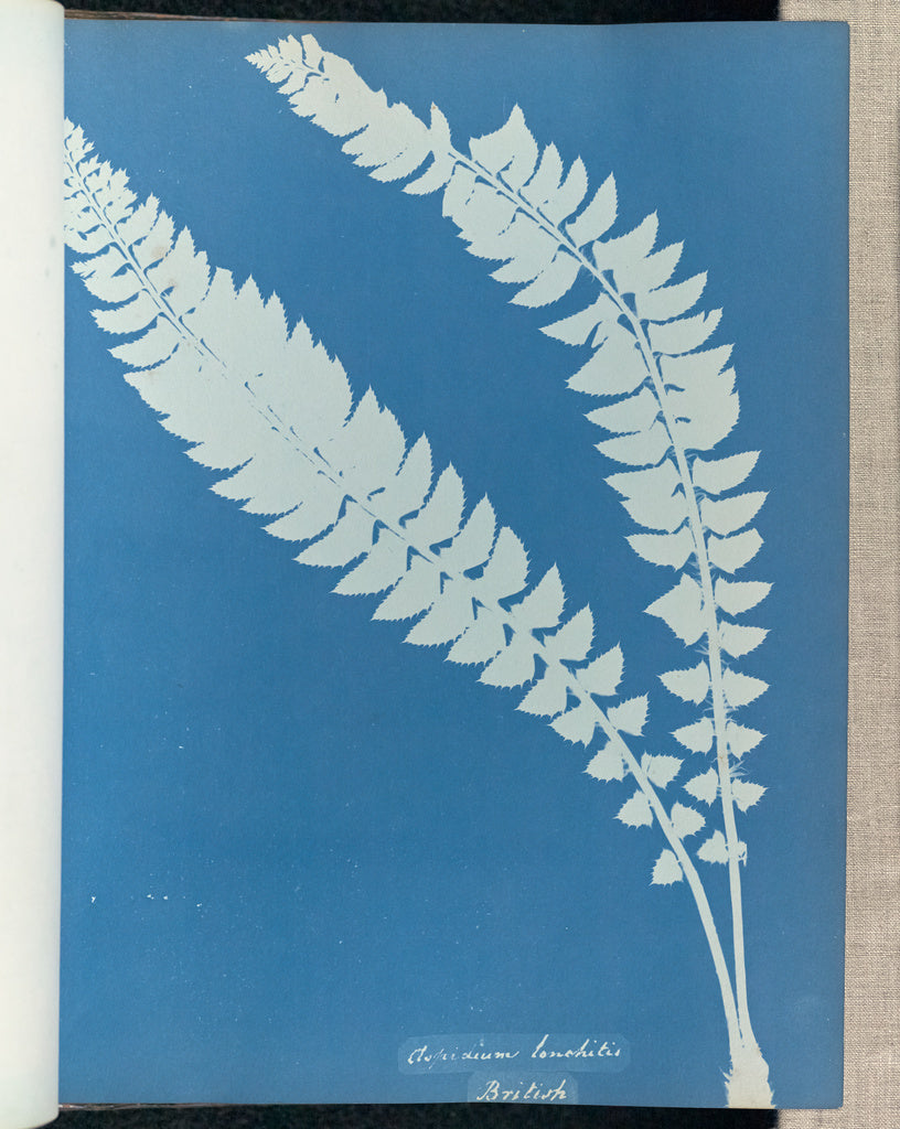 Anna Atkins:Asplenium lonchitis, British,16x12"(A3)Poster