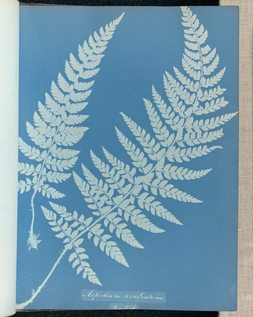 Anna Atkins:Aspidium aculeatum, British,16x12"(A3)Poster