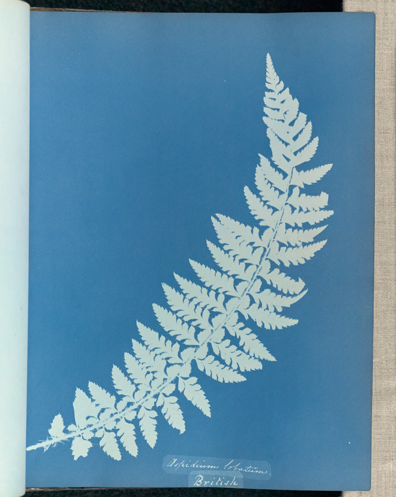 Anna Atkins:Aspidium lobatum, British,16x12"(A3)Poster