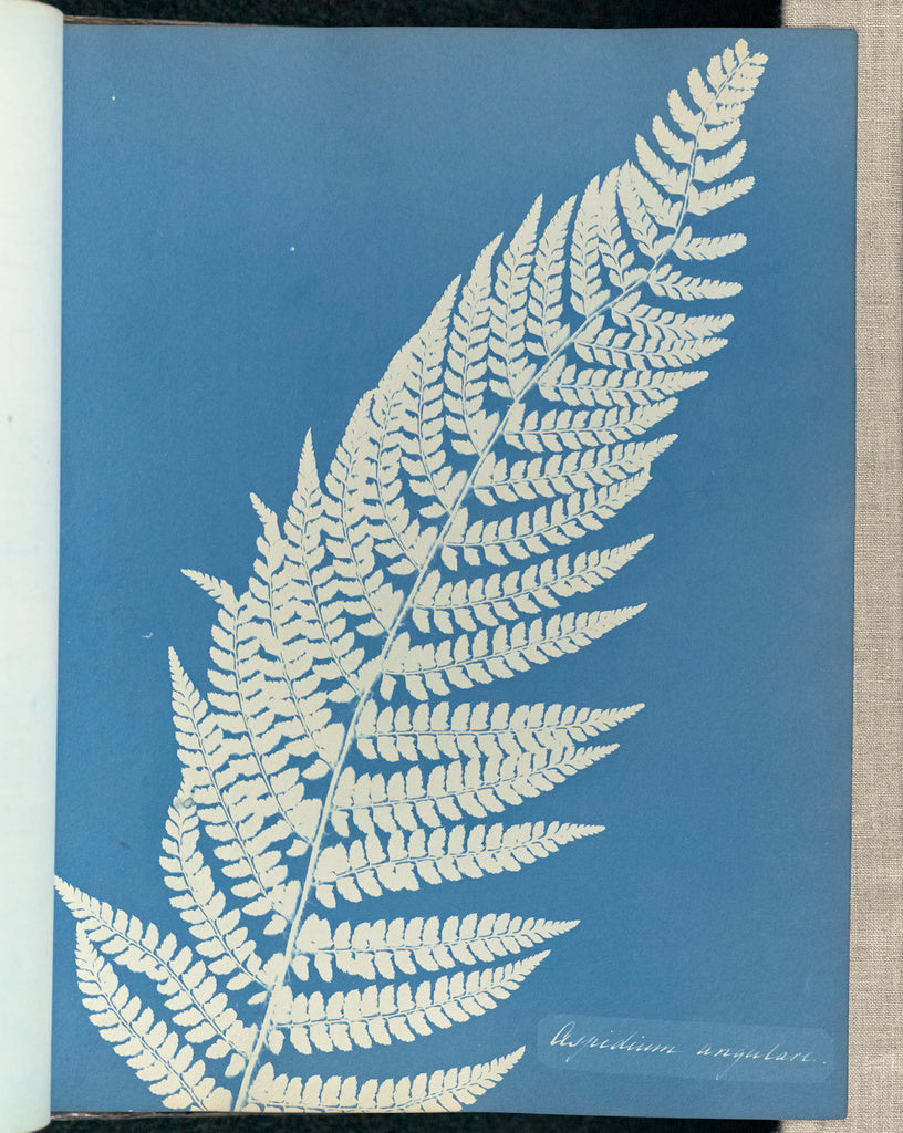 Anna Atkins:Aspidium angulare,16x12"(A3)Poster