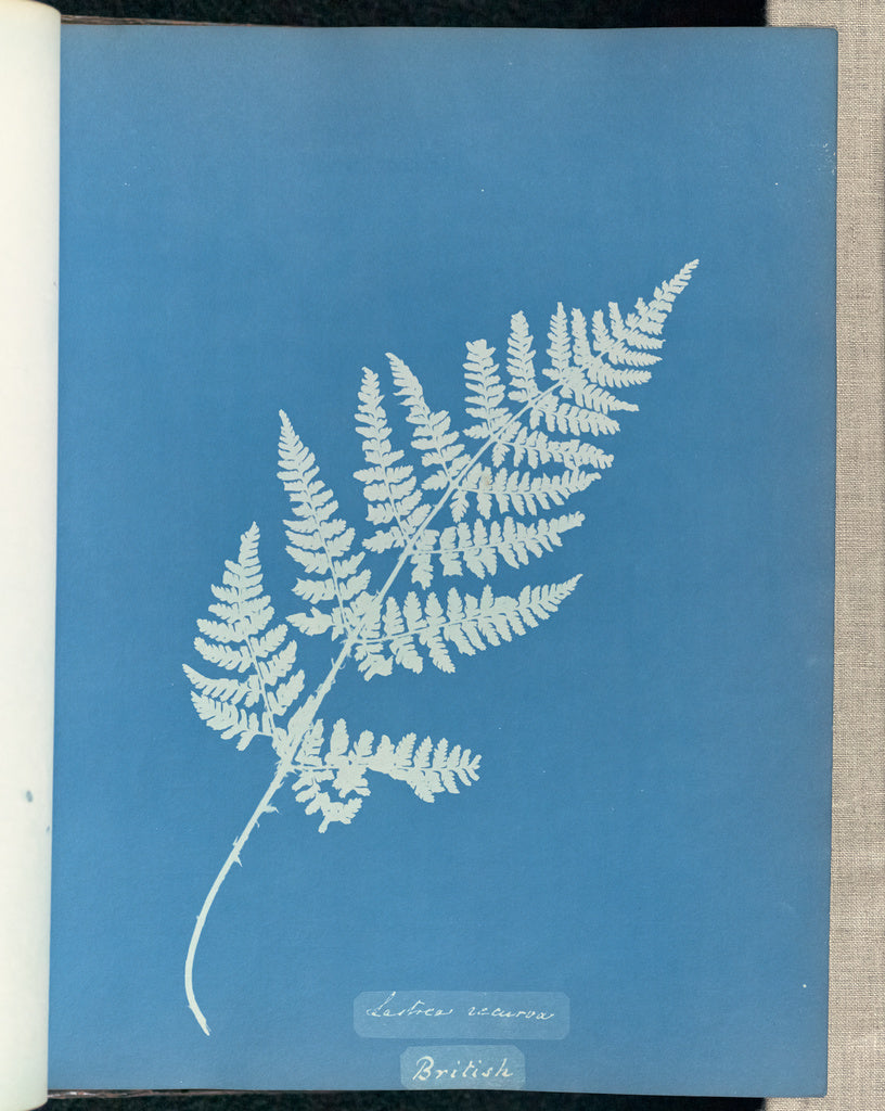 Anna Atkins:Lastrea recurva, British,16x12"(A3)Poster