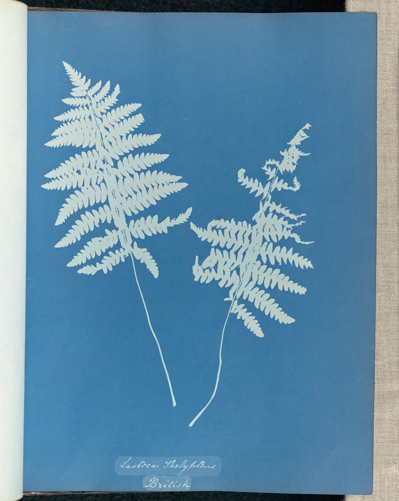 Anna Atkins:Lastrea thelypteris, British,16x12"(A3)Poster