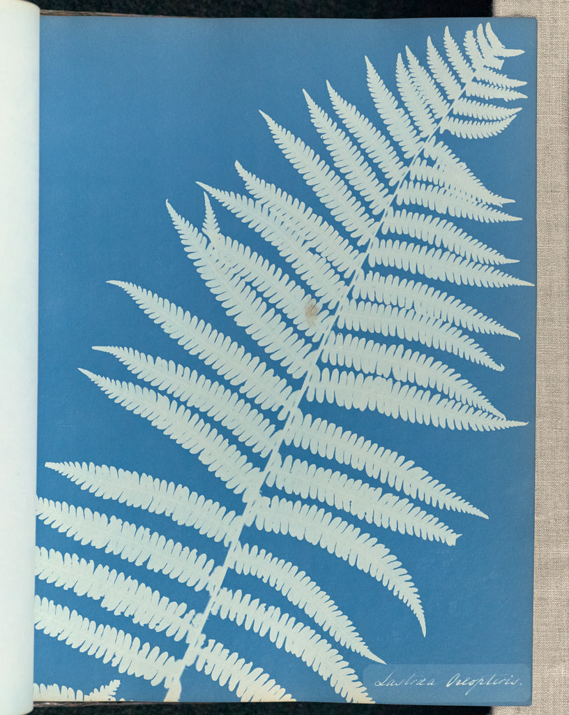 Anna Atkins:Lastrea oreopteris,16x12"(A3)Poster