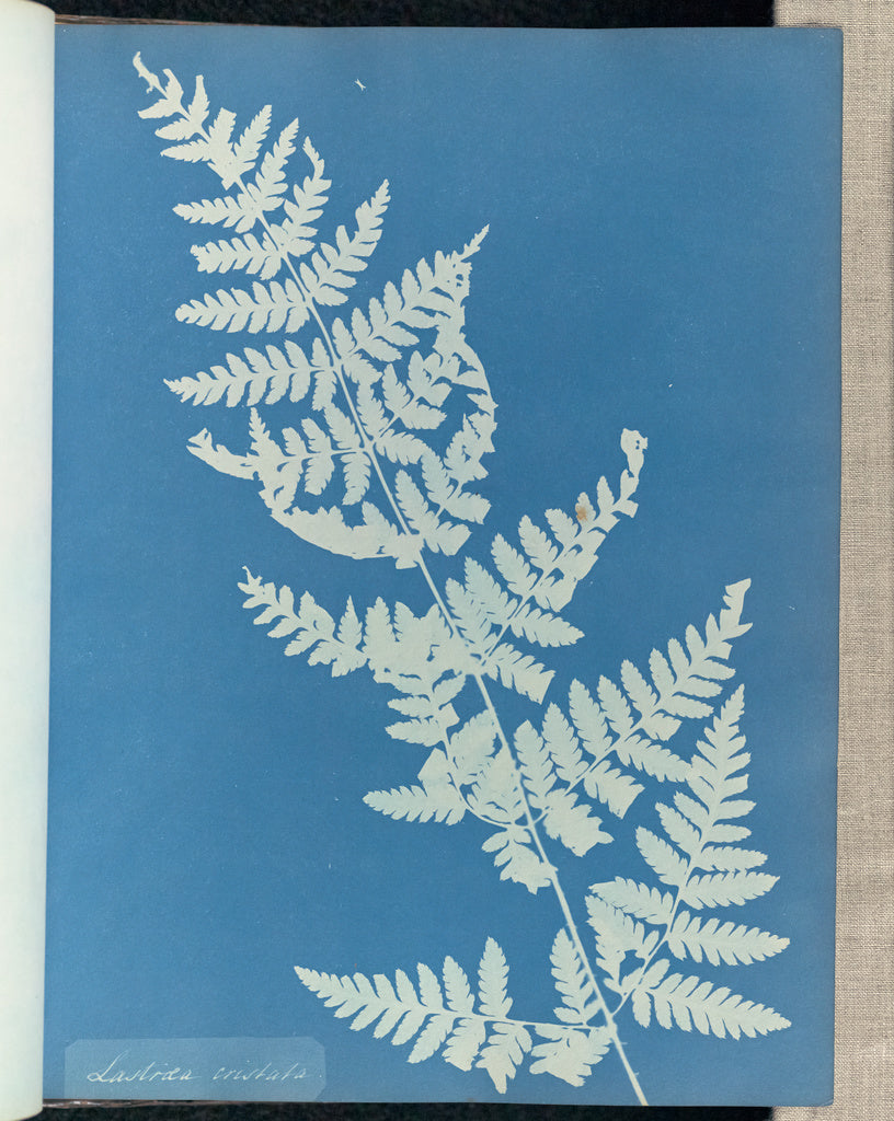 Anna Atkins:Lastrea cristata,16x12"(A3)Poster